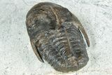 Rare Cambrian Kingaspidoides Trilobite - Tizi Ntfrkhin, Morocco #329066-5